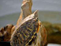 新沂市邵店安达商贸有限公司